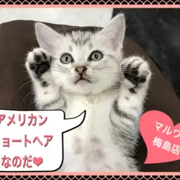 【 アメリカンショートヘア 】人馴れしているなら!シルバータビーのアメショー!