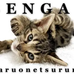 【 ベンガル 】生後約2ヶ月のくっきりロゼット！甘えん坊なワイルドガール！