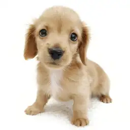 カニンヘン・ダックスフント