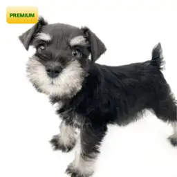 ミニチュア・シュナウザー