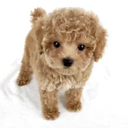 トイ・プードル