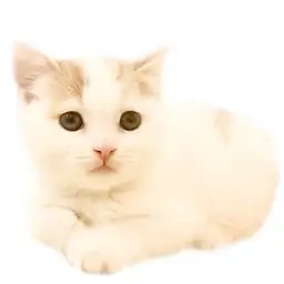 スコティッシュフォールド