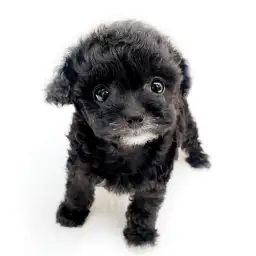 MIX（チワワ×トイプードル）