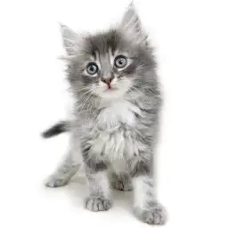 ノルウェージャンフォレストキャット