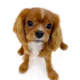 キャバリア・キングチャールズ・スパニエル