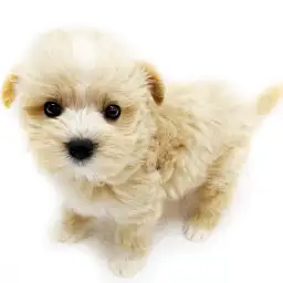 MIX（マルチーズ×ミニチュアダックスフント）