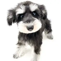 ミニチュア・シュナウザー