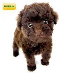 トイ・プードル