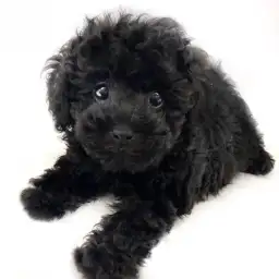 トイ・プードル