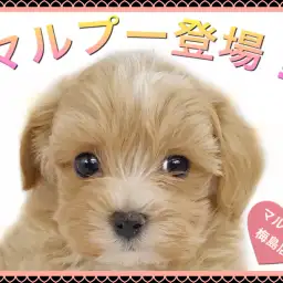 【 MIX・マルプー 】梅島店大人気犬種！ 飼いやすい賢い性格です！
