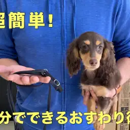 【 トレわんこ 】小技伝授！3分でできる！「おすわり」を覚えさせる4ステップ！