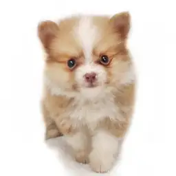 MIX（チワワ×ポメラニアン）