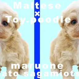 【 MIX犬 】可愛さと飼いやすさを兼ね揃えたマルプー!ユーザー目線で魅力を語る