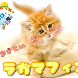 【 ラガマフィン 】あざと可愛い美形にゃんこが仲間入り！癒し効果も抜群です！