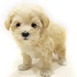 MIX（トイプードル×マルチーズ）