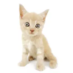 ブリティッシュショートヘア