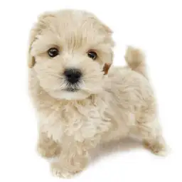 MIX（マルチーズ×トイプードル）