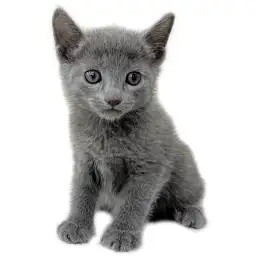 ロシアンブルー