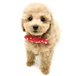 トイ・プードル