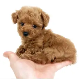 トイ・プードル