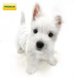 ウェストハイランドホワイトテリア