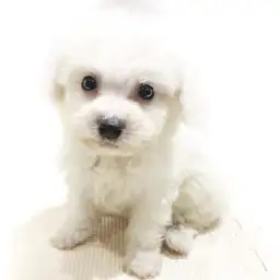 ビションフリーゼ