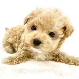 MIX（トイプードル×マルチーズ）