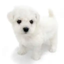 ビションフリーゼ