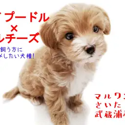 【MIX・マルプー】初めての方にマルプーちゃんがオススメな理由とは!