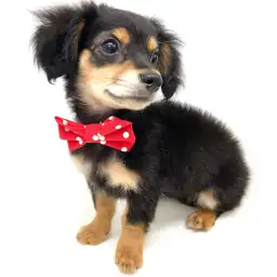 MIX（チワワ×ミニチュアダックスフント）