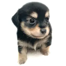 MIX（チワワ×ミニチュアダックスフント）