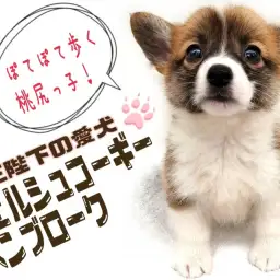【 ウェルシュコーギーペンブローク 】女王陛下の愛犬！胴長短足は魅力がいっぱい！！