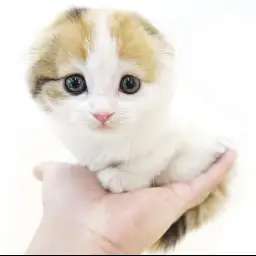 スコティッシュフォールド