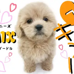 【 ペキプー 】短足とぬいぐるみFACEの最強コラボ！おっとり癒し系MIX登場！