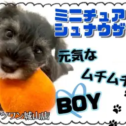【 ミニチュアシュナウザー 】ムチムチボディと甘えん坊な男の子