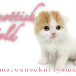 【 スコティッシュフォールド 】ゴールドの瞳が美しいとても甘えん坊な妹スコちゃん