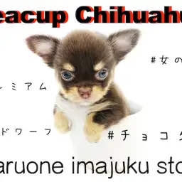 【 チワワ 】ティーカップサイズ・ドワーフ・チョコレートカラー!プレミアム女子!