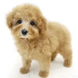 トイ・プードル