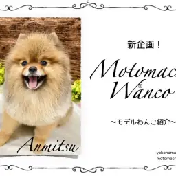 【 元町トリミング 】新企画！Motomachi Wancoモデル犬！
