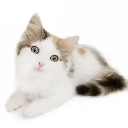 ノルウェージャンフォレストキャット