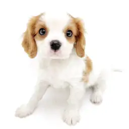 キャバリア・キングチャールズ・スパニエル