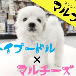 【 マルプー 】激可愛いお顔の純白マルプーベイビーが本羽田店に新登場！