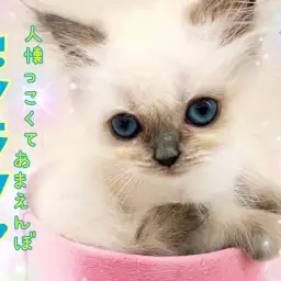 【 ヒマラヤン 】小柄な女の子!人懐っこくて甘えんぼな性格は飼いやすさ抜群!