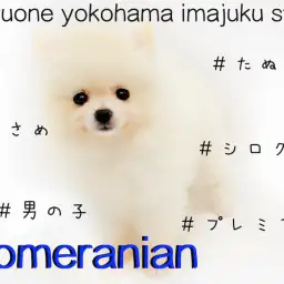 【 ポメラニアン 】究極癒し系！ドワーフ・小さめ・プレミアムな真っ白たぬきポメ！