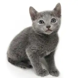 ロシアンブルー