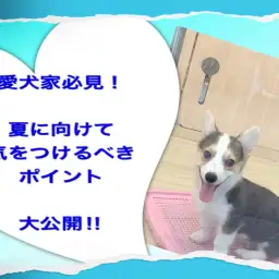【 お役立て 】愛犬家必見! 夏に向けて気を向けるべきポイント!