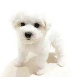 ビションフリーゼ