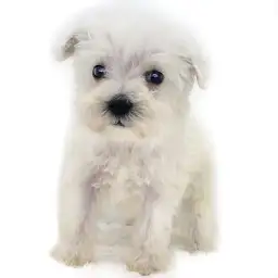 ミニチュア・シュナウザー