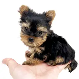 ヨークシャーテリア