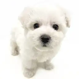 ビションフリーゼ